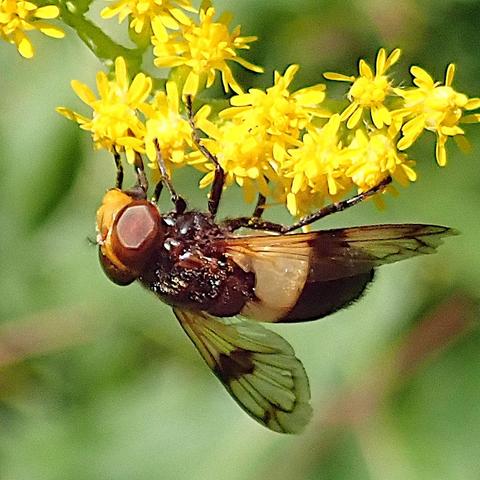 eine fliege hängt kopfüber an den kleinen gelben blüten einer goldrute. ihr recht kurzer hinterleib ist im vorderen drittel komplett elfenbeinfarben, der rest ist schokoladenbraun. ihre leicht getönten und kräftig geäderten transparenten flügel haben einen braunen fleck mittig an der vorderkante. die fliegentypisch enorm großen facettenaugen sind weinrot und kugelkalottenförmig, der lichtreflex des sonnenlichts erzeugt darauf aber ein sechseck, weil die vielen winzigen einzelaugen in einem bienenwabenmuster angeordnet sind