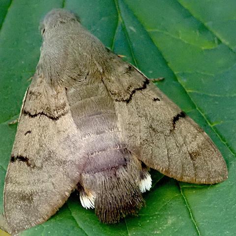 rückenansicht eines tagaktiven nachtfalters der auf einem dunkelgrünen blatt sitzt. er hat eine silhouette in pfeilspitzform, wobei zusätzlich an der stelle wo beim pfeil der schaft säße das breite abgeflachte und abgerundete hinterteil ist. farblich überwiegt ein graues beige, nach vorne wird es ganz hellgrau, am hinterteil dunkler grau mit 2 weißen quadraten seitlich. nach dem vorderen drittel zieht sich eine dünne gezackte schwarze linie quer über die flügel, vor dem hinteren drittel ragt auch eine von außen herein, endet aber auf halber strecke