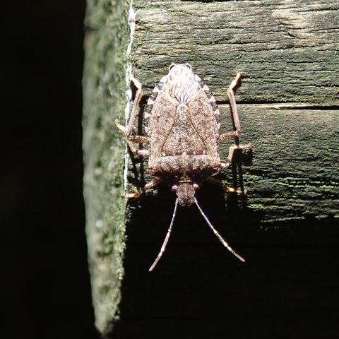 nahaufnahme einer blattwanze die an der kante eines zugeschnittenen runden holzbalkens, eines pfostens sitzt, mit dem kopf nach unten. sie hat die typische wappenschild-form und ist symmetrisch und sehr feinkrümelig braun und creme gemustert, fast aber eben nicht ganz gleichförmig. der holzpfosten ist von einer dünnen dunkelgrünen algen- oder flechtenschicht überzogen, auch an der geraden schnittfläche links. das licht kommt von oben und wirft harte komplett schwarze schatten, so ist zum beispiel die vorderkante des halsschilds der wanze nicht zu sehen, der davor liegende kopf mit den beiden seitlichen augen und den im bogen nach vorne zeigenden fühlern scheint deshalb nur durch eine sehr dünne stelle mit dem körper verbunden zu sein und schwebt scheinbar über der unendlichen leere die der schatten der wanze zusammen mit dem des pfostens erzeugt