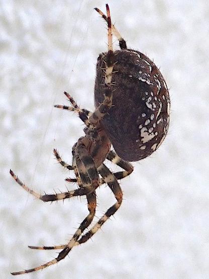 seitenansicht einer kreuzspinne die vor einer unscharfen weißen wand in ihrem hier nicht sichtbaren netz hängt. ihr enorm großer hinterleib hat die form einer abgeplatteten kugel, in etwa wie ein brötchen, und ist dunkelbraun mit weißen sprenkeln auf der oberseite. ihr im vergleich viel kleinerer vorderkörper ist heller braun und sitzt kaum vor, mehr unter dem hinterleib. die beine sind breit geringelt, in dunkelbraun und durchscheinend cremefarben.
