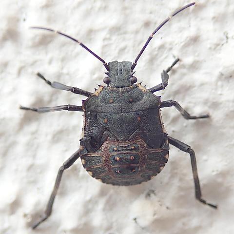 an einer weiß gestrichenen wand hängt ein gedrungenes grauschwarzes insekt mit ein bisschen braun im muster. es ist so flach und breit wie man es von einer baumwanze erwartet, hat aber noch nicht die wappenschildform sondern ist runder, insbesondere hinten. auch die vorderen ecken des halsschildes stehen noch niczt so schulterpolstermäßig hervor. der quadtartische kopf mit den seitlichen augen, der halsschild und das schildchen sowie die stellen wo später mal die flügelhalbdecken sein werden sind alle schwarz mit einer extrem feinen weißen punktierung. dazu gelegentlich und symmetrisch ein rostbrauner fleck. auf dem hinterleib ist das grau durch rotbraune bänder in fächer aufgeteilt und in den mittleren erheben sich je 2 rostorange warzen