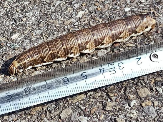 auf straßenbelag krabbelt eine raupe von rechts nach links, ist im moment des bildes gerade gestreckt, nur der schwarz-gelb gestreifte (wie kartoffelkäfer-deckflügel!) kopf biegt sich ein wenig zu dem davor liegenden metall-maßband hin, an dem man eine länge von 8 bis 9 cm ablesen kann. das tier ist braun feinschuppig geringelt, helle punktlinien auf dunklerem grund, 7 pro segment. an der seite geht pro segment (außer auf den vordersten) eine helle linie diagonal hoch, oder vielmehr ein dreieckiger hellerer bereich. in dem liegt jeweils vorne ein schwarzer punkt. die unterseite der raupe ist cremeweiß. oben auf dem hinterende ist ein schwarzer dorn