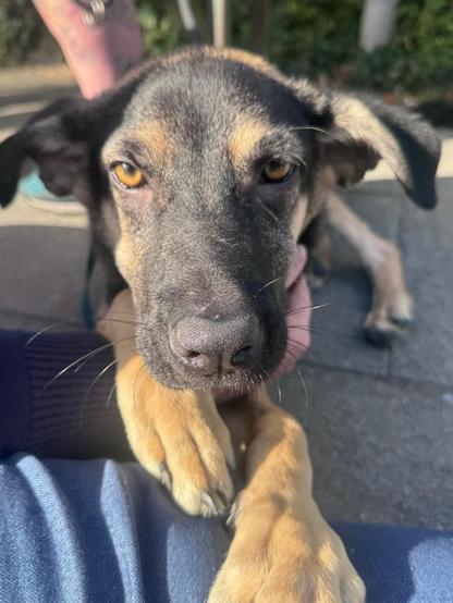 Ein junger Schäferhund-Mix liegt mit den Vorderpfoten auf meinem Bein und hat meine Hand mit "eingebaut".
Er schaut frontal in die Kamera, die Sonne bescheint in von links.