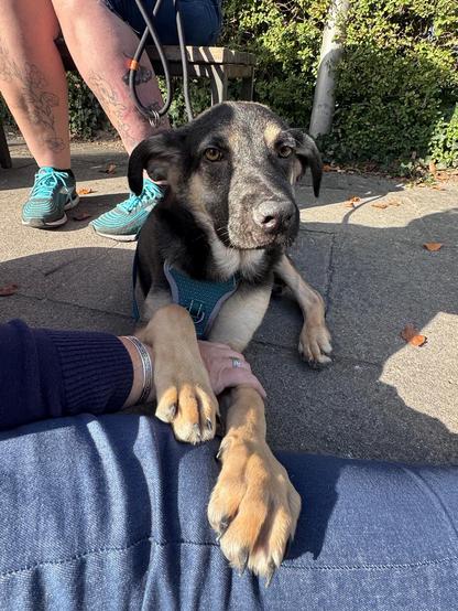 Ein junger Schäferhund-Mix liegt mit den Vorderpfoten auf meinem Bein und hat meine Hand mit "eingebaut".
Er schaut frontal in die Kamera, die Sonne bescheint in von links.
Die Aufnahme ist mit etwas mehr Distanz aufgenommen.