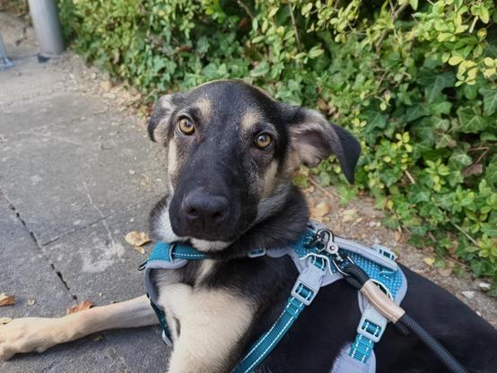 Findus der junge Schäferhund-Mix liegt entspannt am Boden und schaut in die Kamera.