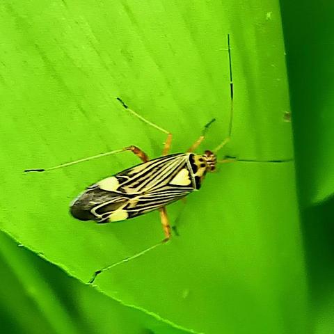 verwackelte nahaufnahme. auf einem quietschgrünen blatt krabbelt ein insekt mit der bauform einer schabe, aber flacher, länglich und mit langen dünnen unterschenkeln und fühlern. das auffälligste ist jedoch die zeichnung der deckflügel, des halsschildes und des dreiecks dazwischen. das dreieck ist hell gelb und schwarz umrandet, der halsschild ist gelb mit schwarzen flecken und nach hinten mit einem schwarzen zweigeteilten querband abgegrenzt, die flügelhalbdecken zeigen eine ganze reihe dünner schwarzer längsstreifen auf gelbem grund, die nach hinten zusammenlaufen. an den hinteren spitzen haben die flügelhalbdecken je einen größeren gelben fleck.