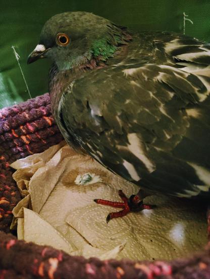 A street pigeon we just rescued sits in a purple crocheted nest in an olive green softbox.