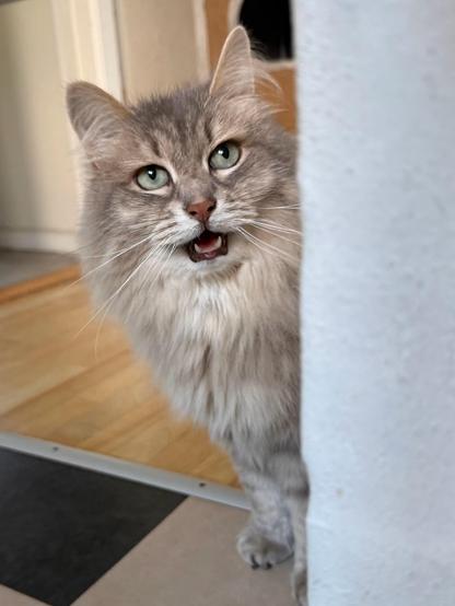 Close-up of a grey Siberian cat (Knold) standing half hidden by the corner of a white wall in the kitchen. His head is slightly tilted while looking at the human around the corner. His mouth is open in a meow, letting the human know of his desires. His floof is really beginning to show, especially his mane. His long white whiskers are very prominent.