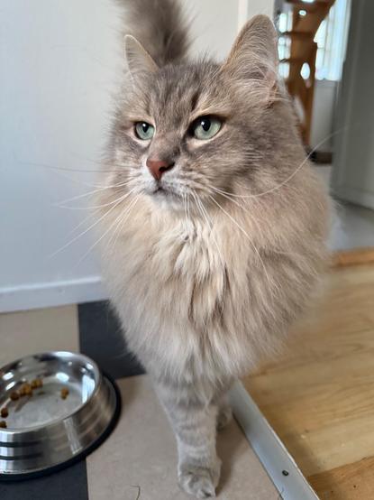 Close-up of a grey Siberian cat (Knold) standing on the kitchen floor. His fluffy tail is raised while looking to the side at something the human is holding outside the frame. His floof is really beginning to show, especially his mane. His long white whiskers are very prominent.