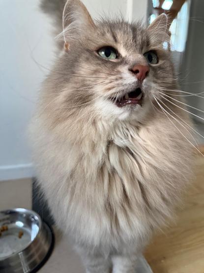 Close-up of a grey Siberian cat (Knold) standing on the kitchen floor. His fluffy tail is raised, and his mouth is open in a meow while looking up at something the human is holding outside the frame. His floof is really beginning to show, especially his mane. His long white whiskers are very prominent.